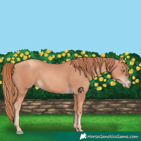 Horse Color:Gold Champagne 