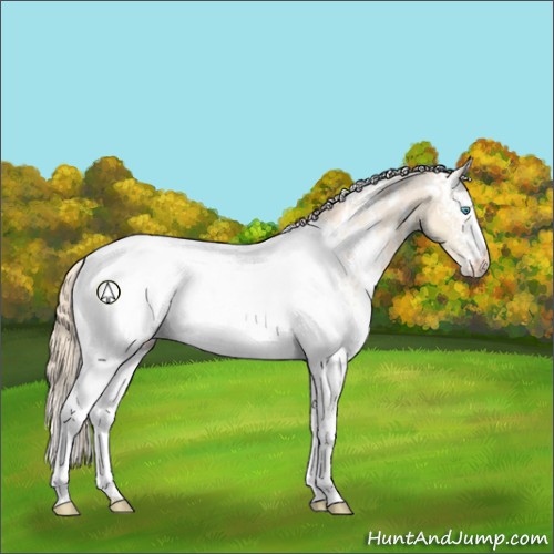 Horse Color:White Spotted Perlino Appaloosa 