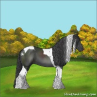 Horse Color:Black Tobiano 