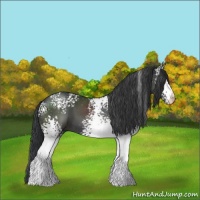 Horse Color:White Spotted Black