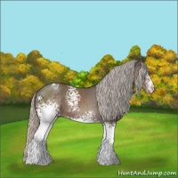 Horse Color:White Spotted Silver Black 