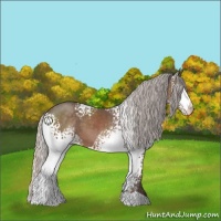 Horse Color:White Spotted Silver Black Sabino 