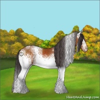Horse Color:White Spotted Buckskin 