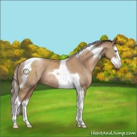 Horse Color:Black Pearl Sabino Splash Tobiano Rabicano 