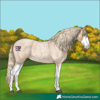 Horse Color:Palomino Roan Splash