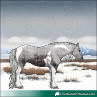 Horse Color:Plaid  Silver Black Ice Tobiano 