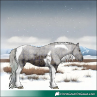 Horse Color:Plaid Silver Black Ice Tobiano