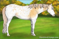 Horse Color:Palomino Onyx Splash Appaloosa 