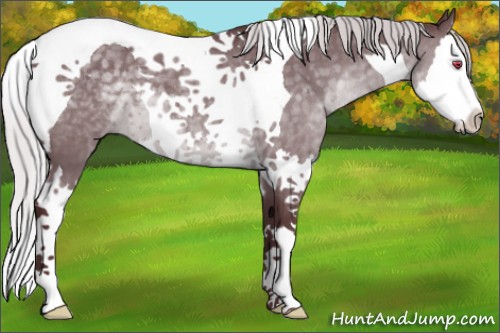 Horse Color:Chocolate Silver Black Chinchilla Splash Tobiano