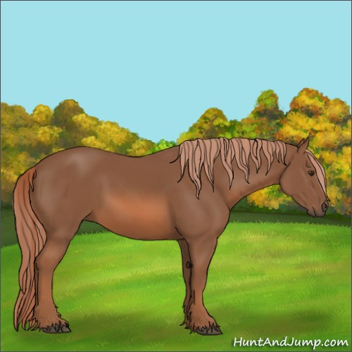 Horse Color:Chestnut 