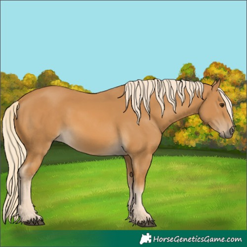 Horse Color:Palomino 