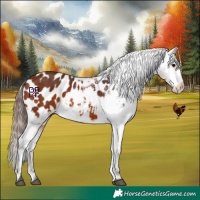 Horse Color:Bay Appaloosa 