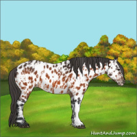 Horse Color:Bay Appaloosa and Brown Appaloosa