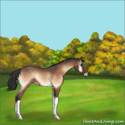 Horse Color:Bay Roan Onyx Rabicano 