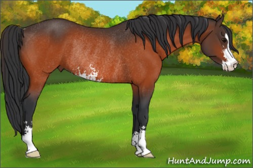 Horse Color:Bay Sabino Rabicano 