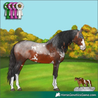 Horse Color:White Spotted Bay Sabino Splash Rabicano 