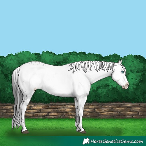 Horse Color:Black Frame 