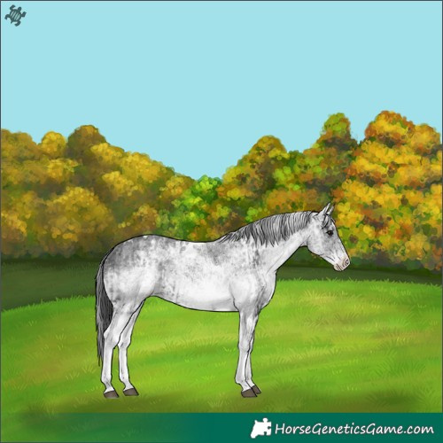 Horse Color:White Spotted Black  and White Spotted Black 