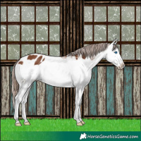 Horse Color:Chestnut Splash Appaloosa 