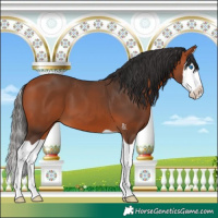 Horse Color:Bay Splash 