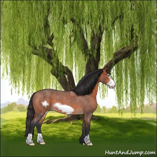 Horse Color:Bay Roan Frame 