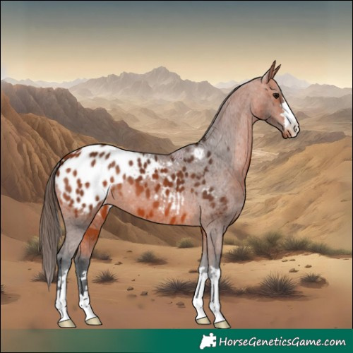 Horse Color:Bay Appaloosa 