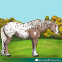 Horse Color:Silver Black Sabino Blanket 