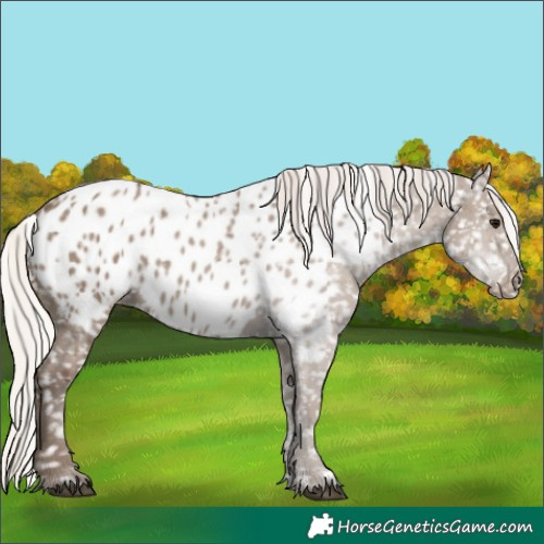 Horse Color:Silver Grullo Near Leopard
