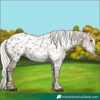 Horse Color:Silver Grullo Near Leopard