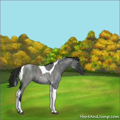 Horse Color:Gray Blue Roan Tobiano