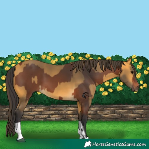 Horse Color:Bay  and Buckskin 