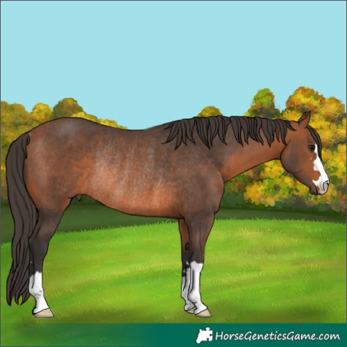 Horse Color:Bay Rabicano 