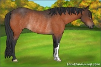 Horse Color:Bay Rabicano 