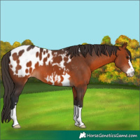 Horse Color:Bay Appaloosa 