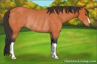 Horse Color:Bay Rabicano 
