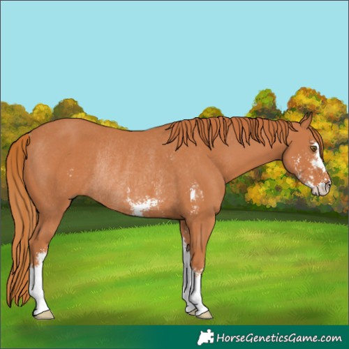 Horse Color:Chestnut Sabino Rabicano