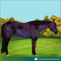 Horse Color:ERROR: UNKNOWN ANOMALY