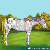 Horse Color:Painted Liver Chestnut Sabino Appaloosa