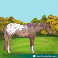Horse Color:Painted Chestnut Ice Appaloosa 