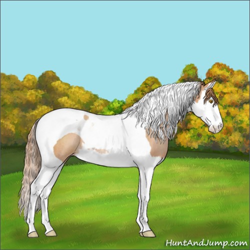 Horse Color:Bay Pearl Splash Tobiano Appaloosa Rabicano 