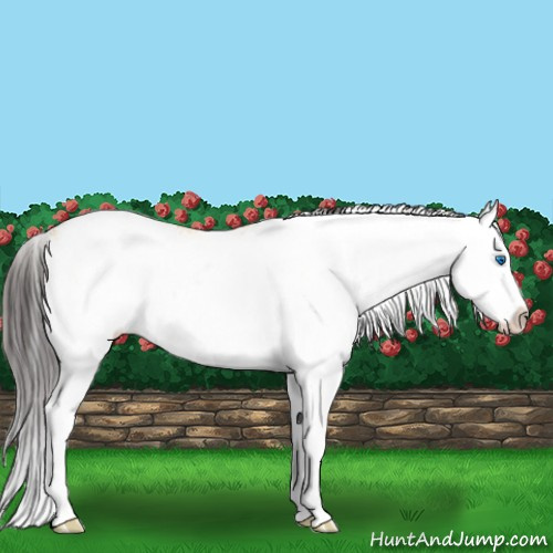 Horse Color:Buckskin Dun Sabino Splash