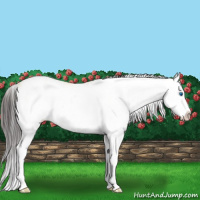 Horse Color:Buckskin Dun Sabino Splash 