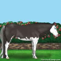 Horse Color:Smoky Black Sabino Splash