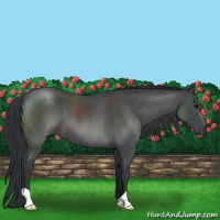 Horse Color:Blue Roan 