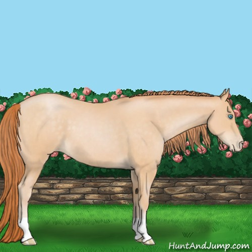 Horse Color:Buckskin Pearl