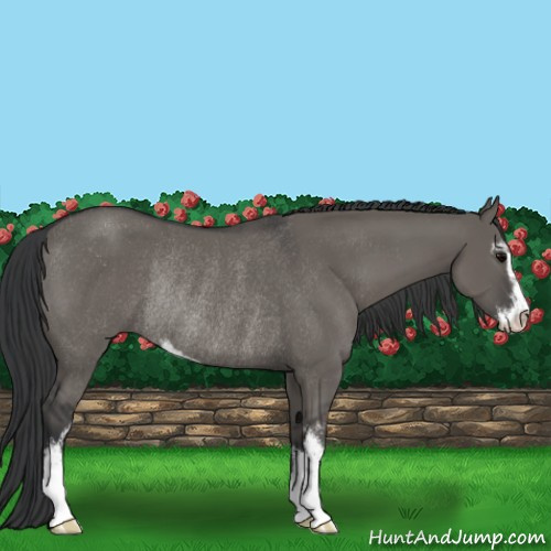 Horse Color:Grullo Sabino Rabicano 