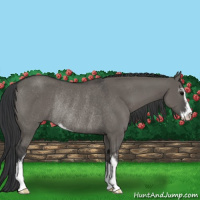 Horse Color:Grullo Sabino Rabicano