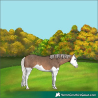 Horse Color:Silver Brown Dun Splash 