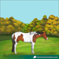 Horse Color:Bay Tobiano 