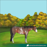Horse Color:Brown Sabino 